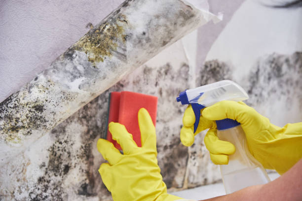 Best Mold Damage Restoration  in Davisboro, GA